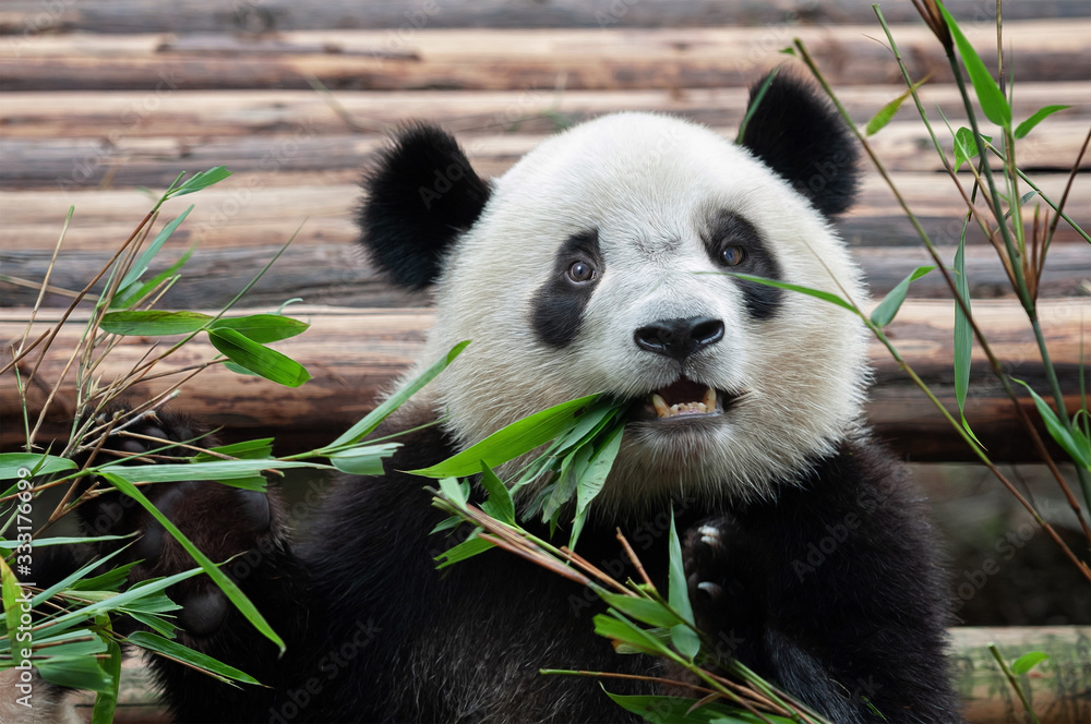 Cute giant panda bear Cute giant panda bear