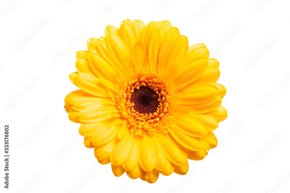 Yellow gerbera daisy isolated on white background Yellow gerbera daisy isolated on white background