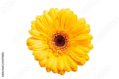 Yellow gerbera daisy isolated on white background