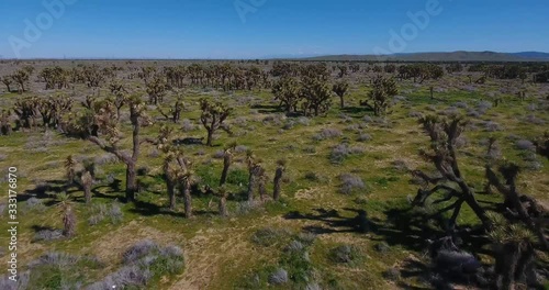 aerial flight over joshua tree filled desert