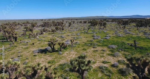 aerial over joshua trees in southern california desert