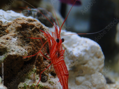 Shrimp photo