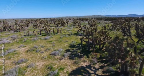 drone view flying through field of joshua trees in southen california desert valley