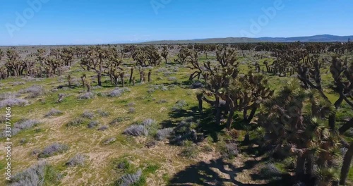 drone view flying through field of joshua trees in southen california desert valley photo
