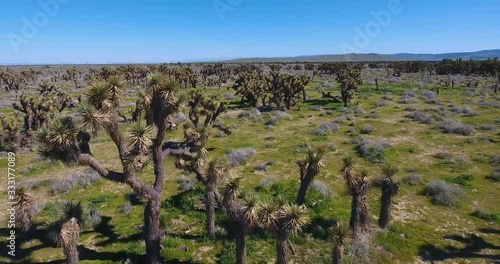 drone view flying through field of joshua trees in southen california desert valley
