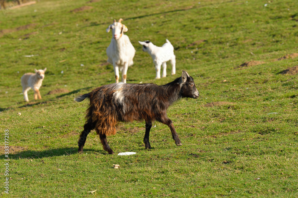 Ziegen mit Zicklein auf einem Bauernhof Ziegen mit Zicklein auf einem Bauernhof