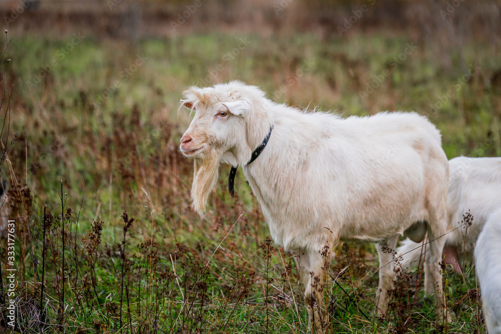 White goat in a meadow on a farm. Raising cattle on a ranch, pasture White goat in a meadow on a farm. Raising cattle on a ranch, pasture
