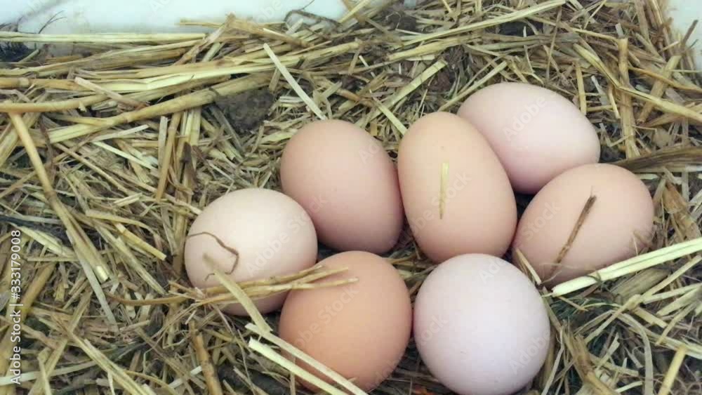 Fresh and organic eggs in the chicken nest box Fresh and organic eggs in the chicken nest box