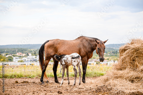 Young foal of appaloosa breed, western horse © Eliška