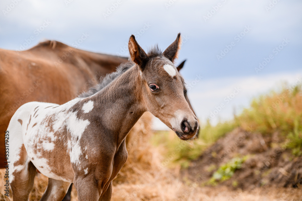 Young foal of appaloosa breed, western horse Young foal of appaloosa breed, western horse