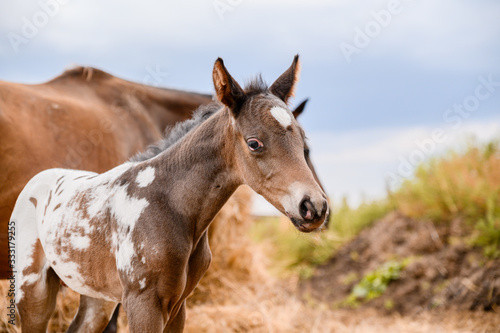 Young foal of appaloosa breed  western horse