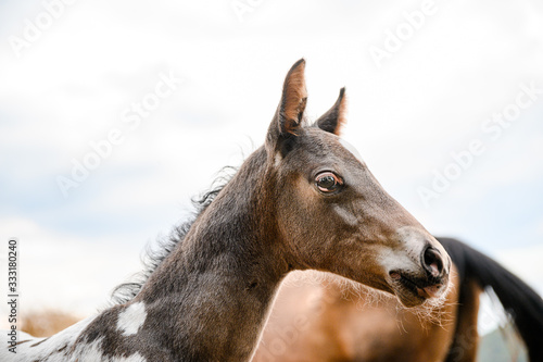 Young foal of appaloosa breed  western horse