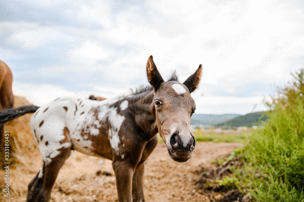 Young foal of appaloosa breed, western horse Young foal of appaloosa breed, western horse
