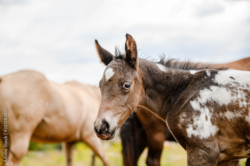 Young foal of appaloosa breed, western horse Young foal of appaloosa breed, western horse