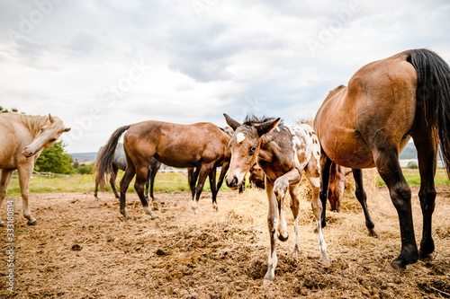 Young foal of appaloosa breed, western horse