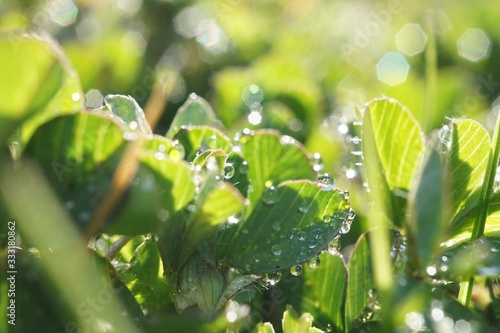 morning dew