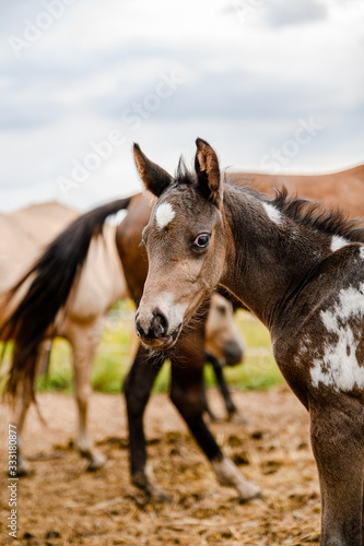 Young foal of appaloosa breed, western horse © Eliška