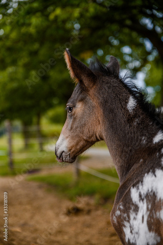 Young foal of appaloosa breed, western horse