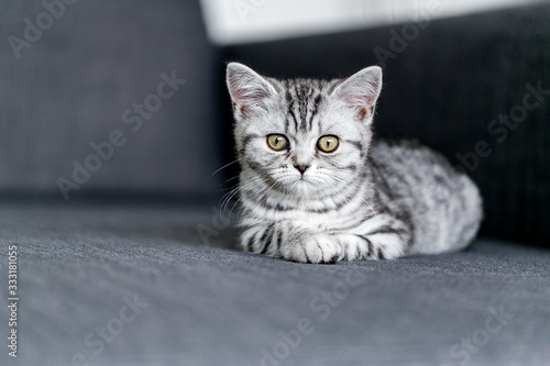 Nahaufnahme eines Britisch Kurzhaar Kätzchens, welches auf einem Sofa hockt
