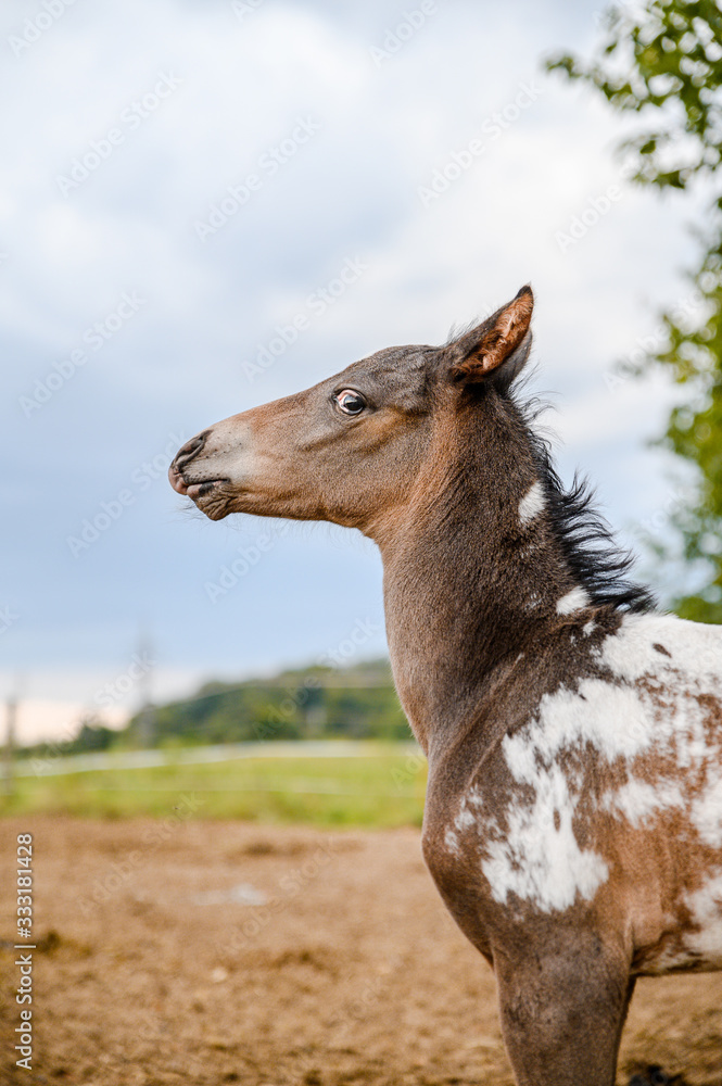 Young foal of appaloosa breed, western horse Young foal of appaloosa breed, western horse