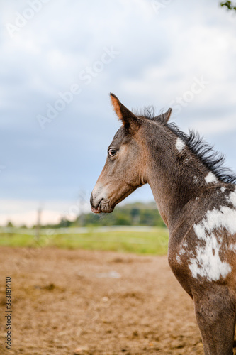 Young foal of appaloosa breed, western horse © Eliška