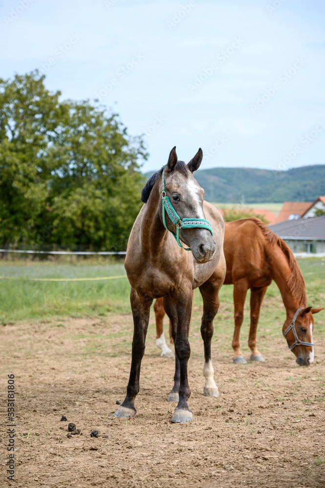 Portrait of amazing animal, beautiful horse on nature background. Portrait of amazing animal, beautiful horse on nature background.