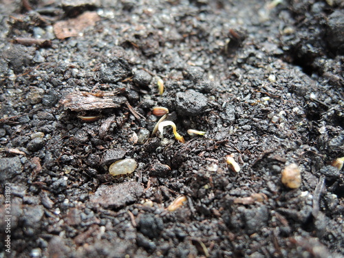 a green sprout of the first spring early hemp sprouted from the ground