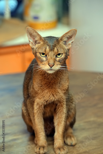 beautiful young abyssinian cat © Evdoha