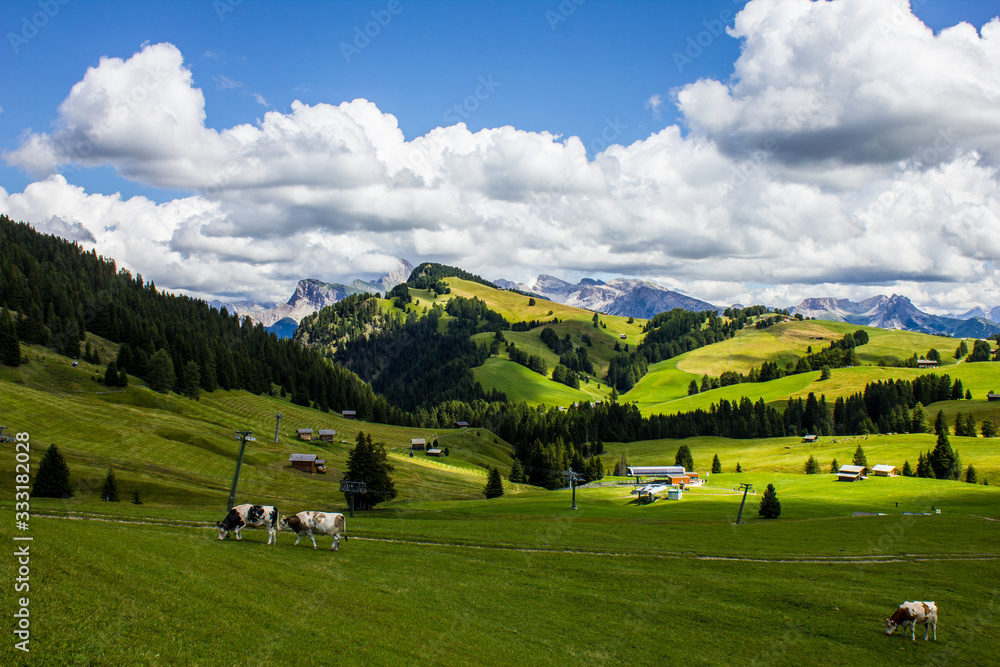 Cows Grazing in Seiser Alm, South Tyrol