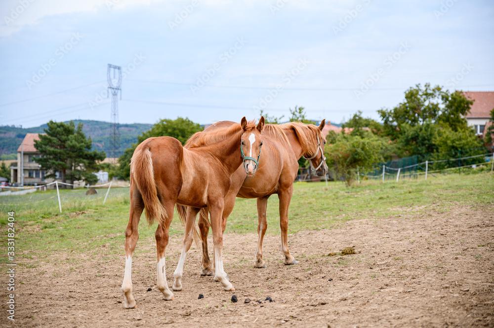 Cute looking litlle foal of thoroughbred on spring pasture. Cute looking litlle foal of thoroughbred on spring pasture.