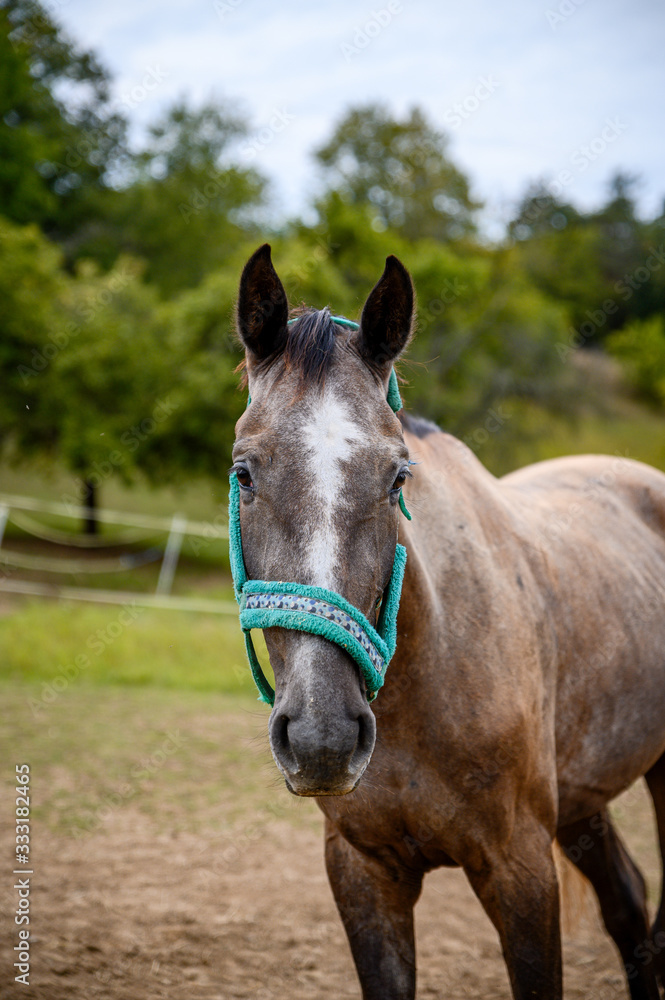 Portrait of amazing animal, beautiful horse on nature background. Portrait of amazing animal, beautiful horse on nature background.