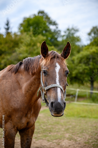 Portrait of amazing animal  beautiful horse on nature background.