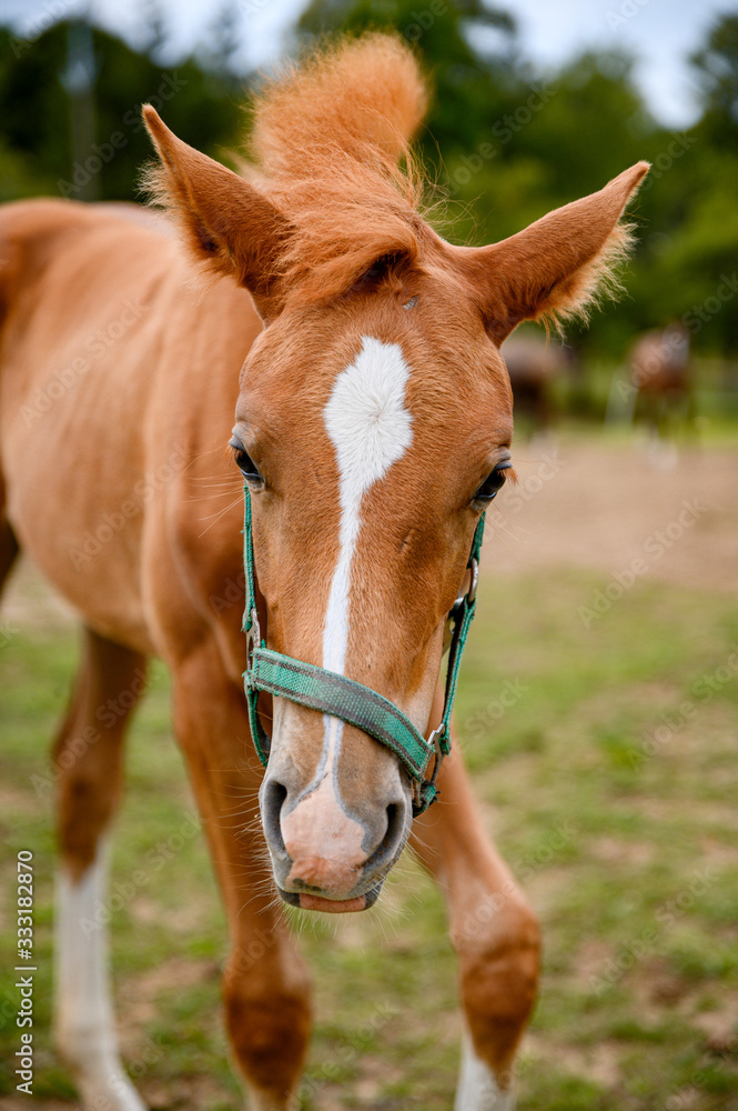 Obraz premium Cute looking litlle foal of thoroughbred on spring pasture.