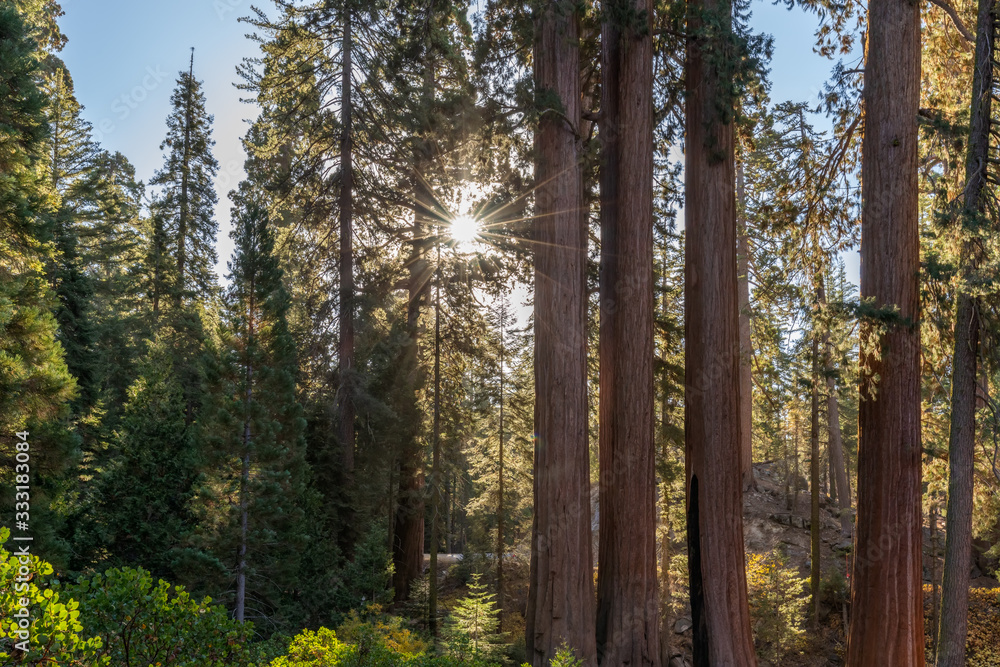 Giant Sequoias Forest. Sequoia National Forest in California, Sierra Nevada Mountains. USA