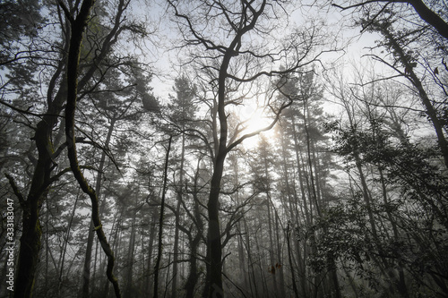 Forest at dawn in the mist