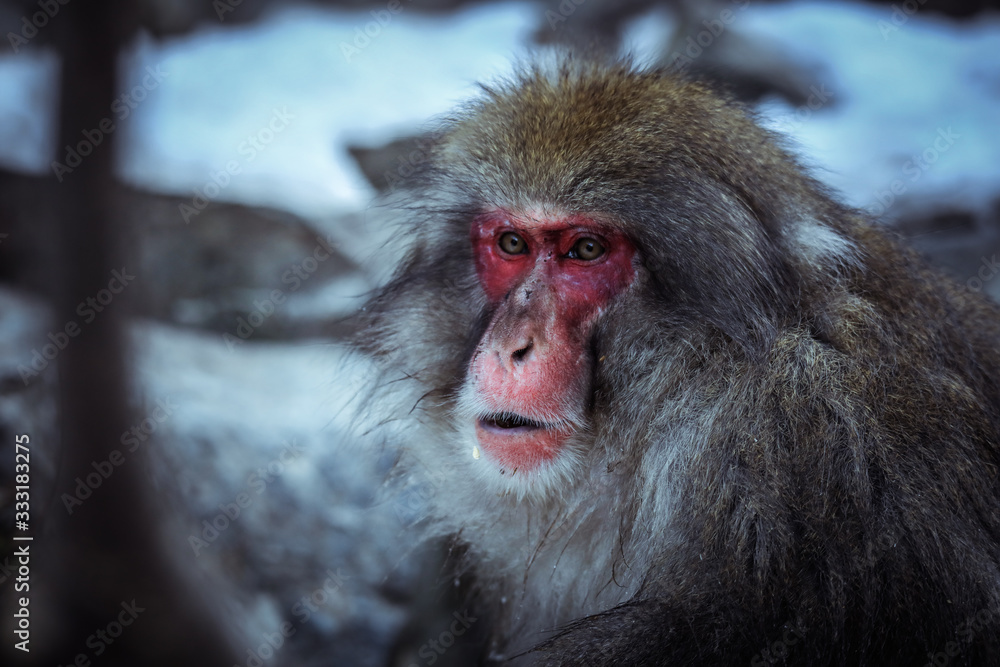 Obraz premium Close up Snow monkey Face in the Jigokudani park, Japan