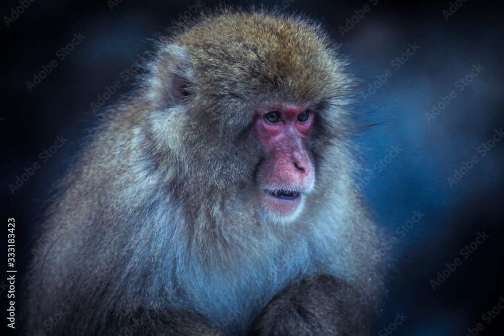 Close up Snow monkey Face in the Jigokudani park, Japan Close up Snow monkey Face in the Jigokudani park, Japan