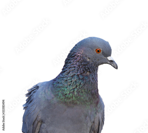front shot of pigeon or dove on white isolated background, pigeon isolated