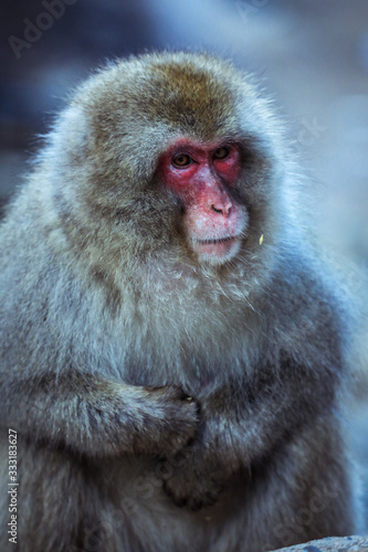 Close up Snow monkey Face in the Jigokudani park  Japan