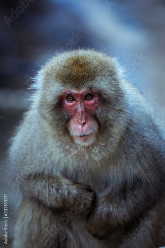 Close up Snow monkey Face in the Jigokudani park, Japan © Dave