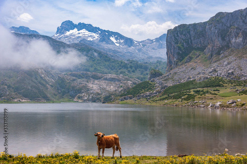 Picos de Europa  Asturas - Espa  a. Lagos de Covadonga. Lago Enol