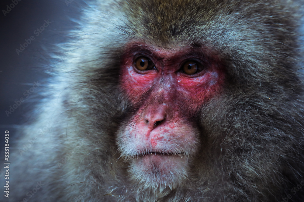 Obraz premium Close up Snow monkey Face in the Jigokudani park, Japan