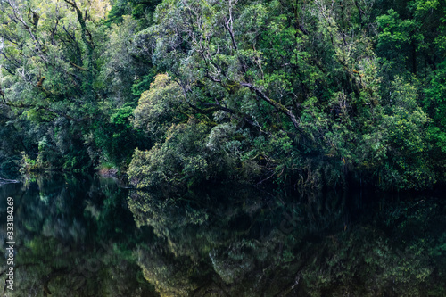 trees by the lake in the forest