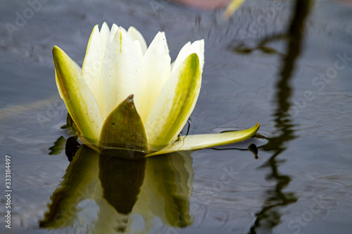  Blooming water lilies