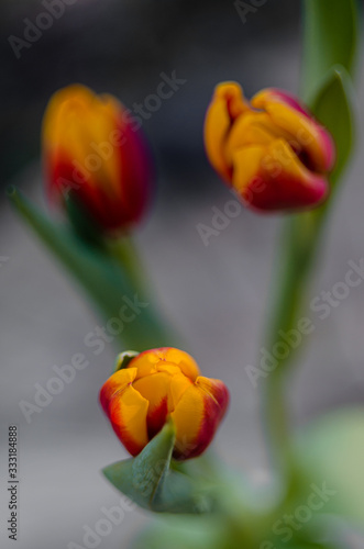 Wazon z pięknymi tulipanami na tle natury z efektem bokech 