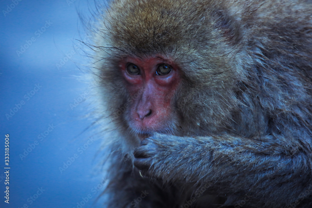 Obraz premium Cute and Nice Snow Monkey in the Jigokudani Park, Japan