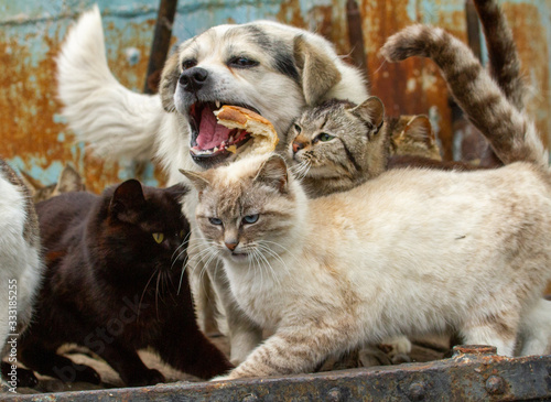 Cats and dogs on a boat in the Danube Delta, Romania