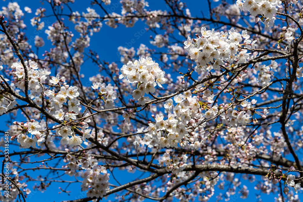 cherry blossoms in spring season cherry blossoms in spring season