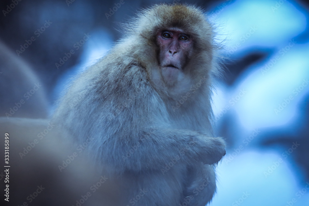 Obraz premium Cute and Nice Snow Monkey in the Jigokudani Park, Japan