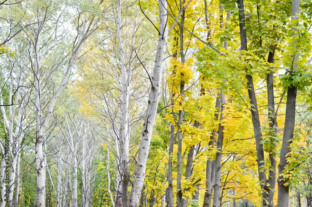 Birch trees and maple trees in a forest Birch trees and maple trees in a forest